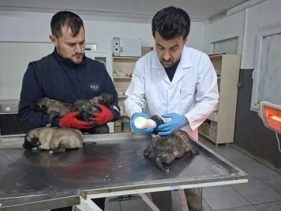 6 k&ouml;pek yavrusunun durumları iyi