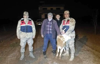 Ak&ccedil;abağlar K&ouml;y&uuml;&rsquo;nde kayıp olan b&uuml;y&uuml;kbaş hayvan jandarma tarafından bulundu