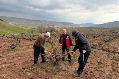 Bağ &uuml;reticilerine uygulamalı budama eğitimi