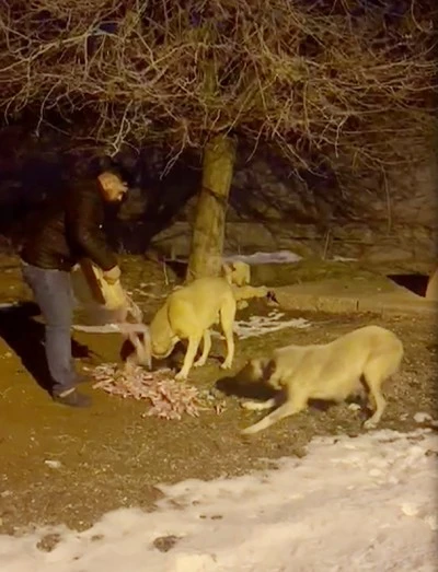 Değirmenci, kar yağışı sonrası a&ccedil; kalan k&ouml;pekler i&ccedil;in seferber oldu