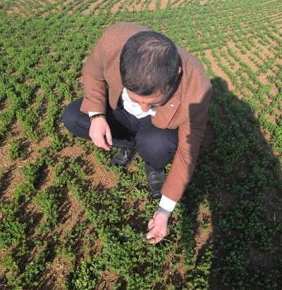 G&uuml;ven &Ouml;zdemir, mercimek tarlalarında yabancı ot hakkında bilgilendirme yaptı