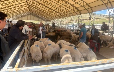 Hayvan pazarında satışlar hareketli
