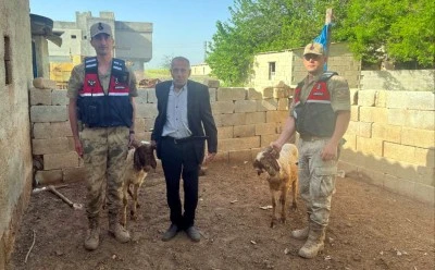 Kayıp koyunlar jandarma ekiplerince bulundu