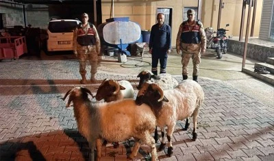 Kayıp k&uuml;&ccedil;&uuml;kbaş hayvanlar jandarma ekiplerince bulundu