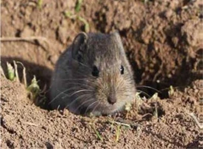 Kilis Tarım ve Orman İl M&uuml;d&uuml;rl&uuml;ğ&uuml;&rsquo;nden tarla faresi uyarısı