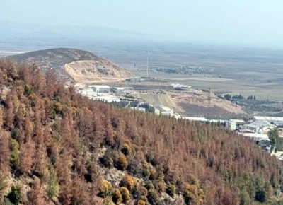 Kilis'te Akdeniz &ccedil;am kabuk b&ouml;ceğine karşı biyoteknik m&uuml;cadele