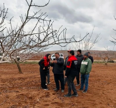 Kilis&rsquo;te Antepfıstığı karag&ouml;z kurdu uyarısı: Tuzak dal y&ouml;ntemiyle m&uuml;cadele &ouml;nemli