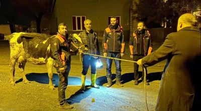 Kilis&rsquo;te &ccedil;amura saplanan inek, ekiplerin seferberliğiyle kurtarıldı