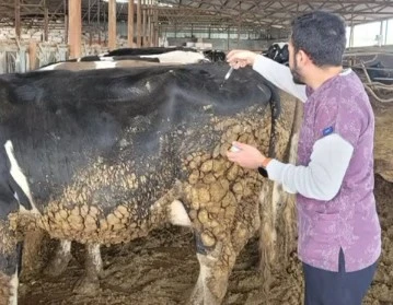 Kilis&rsquo;te hayvan sağlığı i&ccedil;in aşılama kampanyası devam ediyor