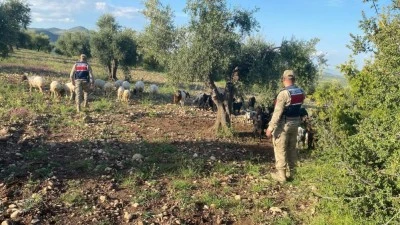 Kilis&rsquo;te kaybolan 90 k&uuml;&ccedil;&uuml;kbaş hayvanı jandarma buldu