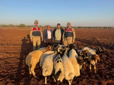Kilis'te kaybolan küçükbaş hayvanları Jandarma buldu