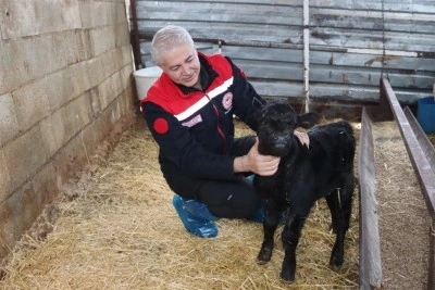 Kilis&rsquo;te &ldquo;Kırsalda Bereket&rdquo; projesinin ilk buzağıları d&uuml;nyaya geldi