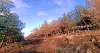 Kilis&rsquo;te kızıl&ccedil;am ormanlarında kuruma alarmı