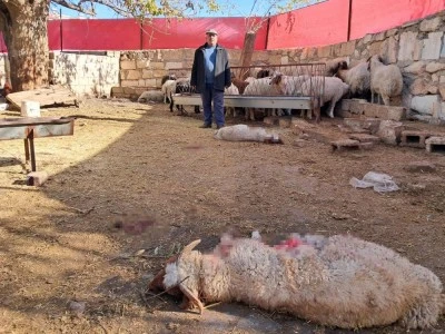 Kilis'te kurt saldırısında 3 küçükbaş hayvan telef oldu