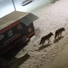 Kilis&rsquo;te Kurtlar Resul Osman TOKİ&rsquo;ye İndi