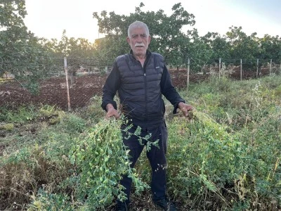 Kilis&rsquo;te Nohut Hasadı Başladı
