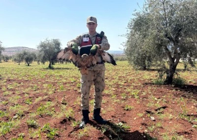 Kilis&rsquo;te yaralı kızıl şahin Jandarma ekiplerince kurtarıldı