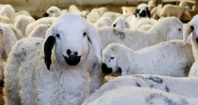 Kırsalda Bereket Projesi kapsamında k&uuml;&ccedil;&uuml;kbaş hayvan desteği başlıyor