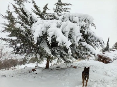 Musabeyli beyaza b&uuml;r&uuml;nd&uuml;