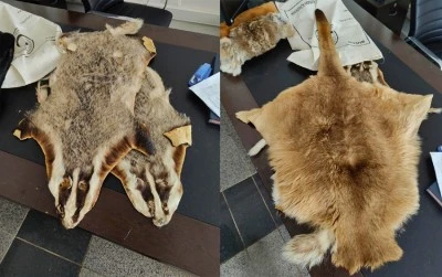 &Ouml;nc&uuml;pınar Sınır Kapısı&rsquo;nda yaban hayatı ka&ccedil;ak&ccedil;ılığına ge&ccedil;it yok